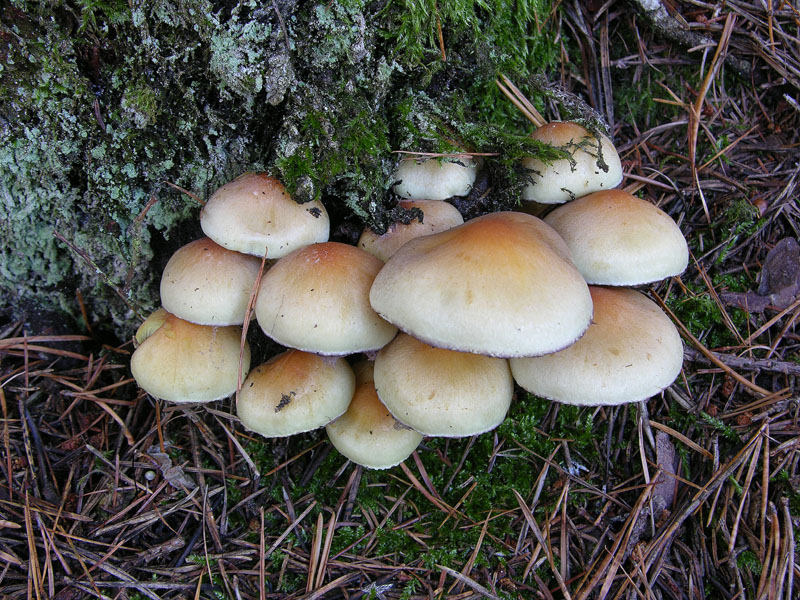 Nei boschi del mauretto..quando il gatto non c''�...